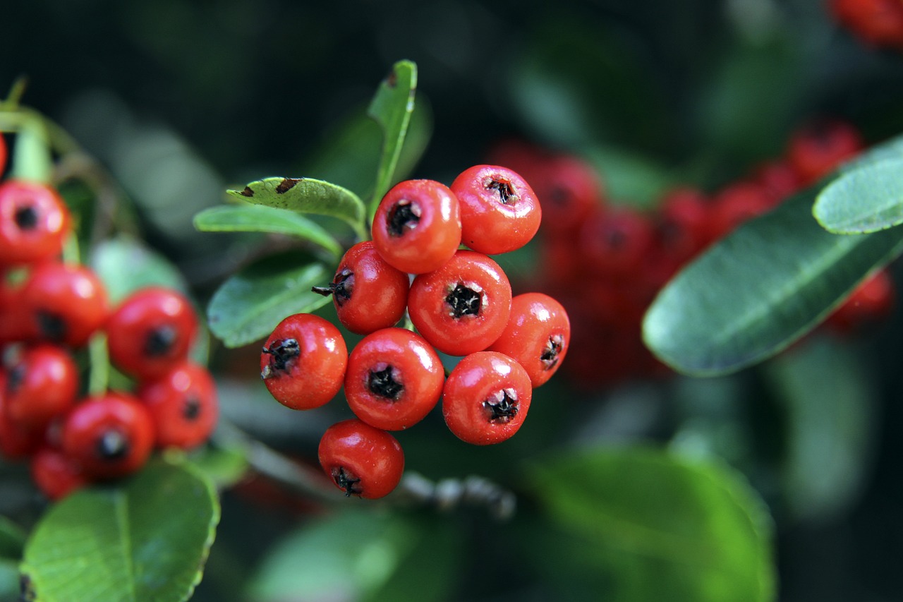 玉昆中超联赛“初啼”不敌国安.